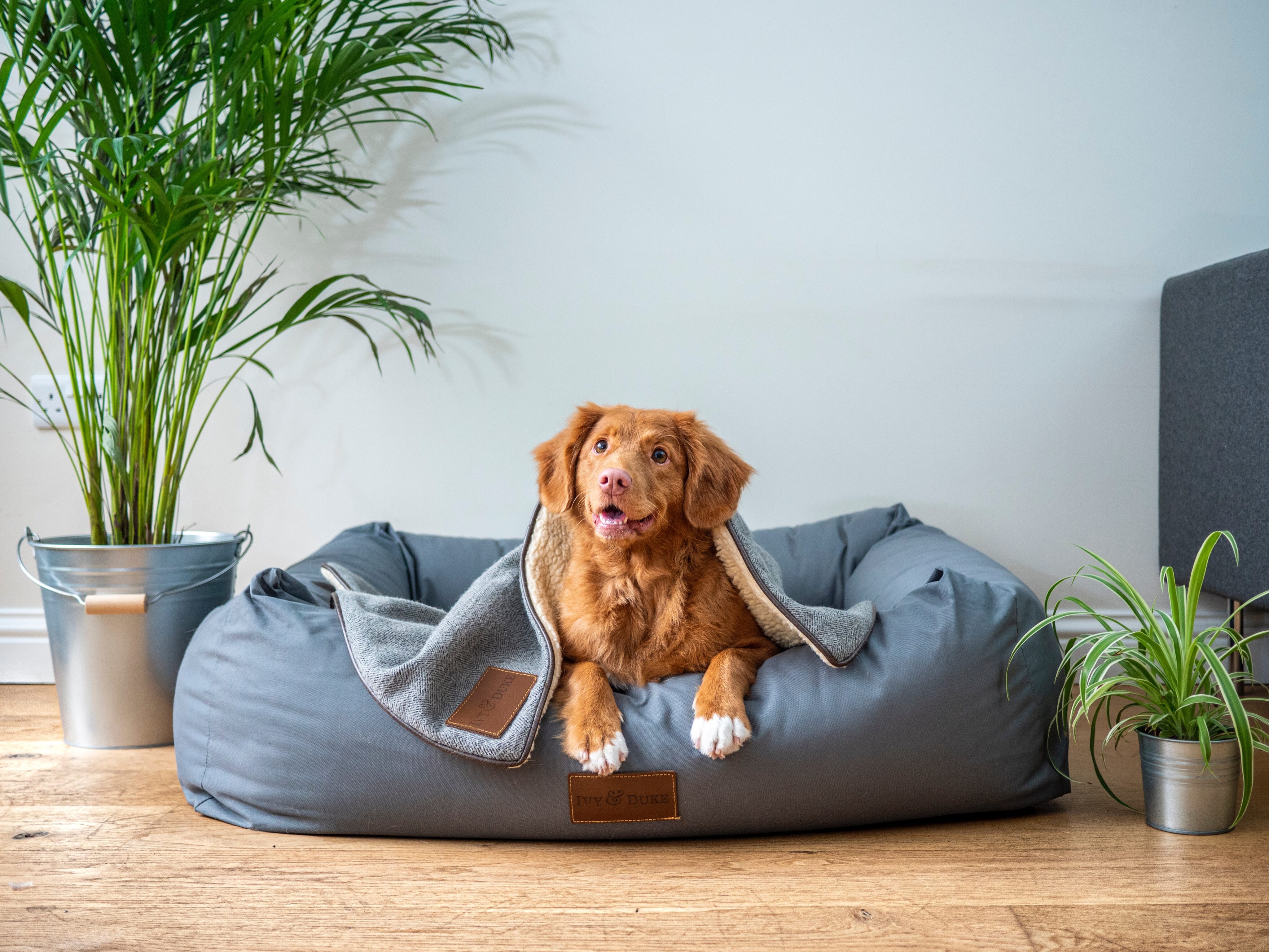 Potiki launches taking the bite out of Pet Bills