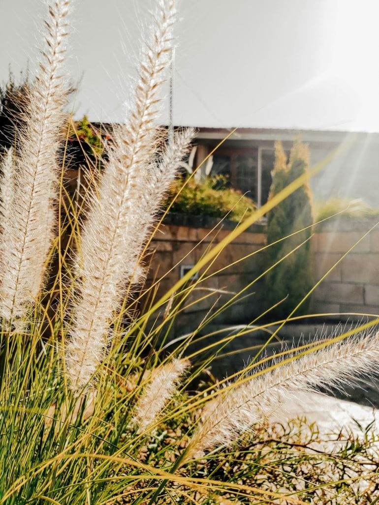 a close up of a plant with a building in the background