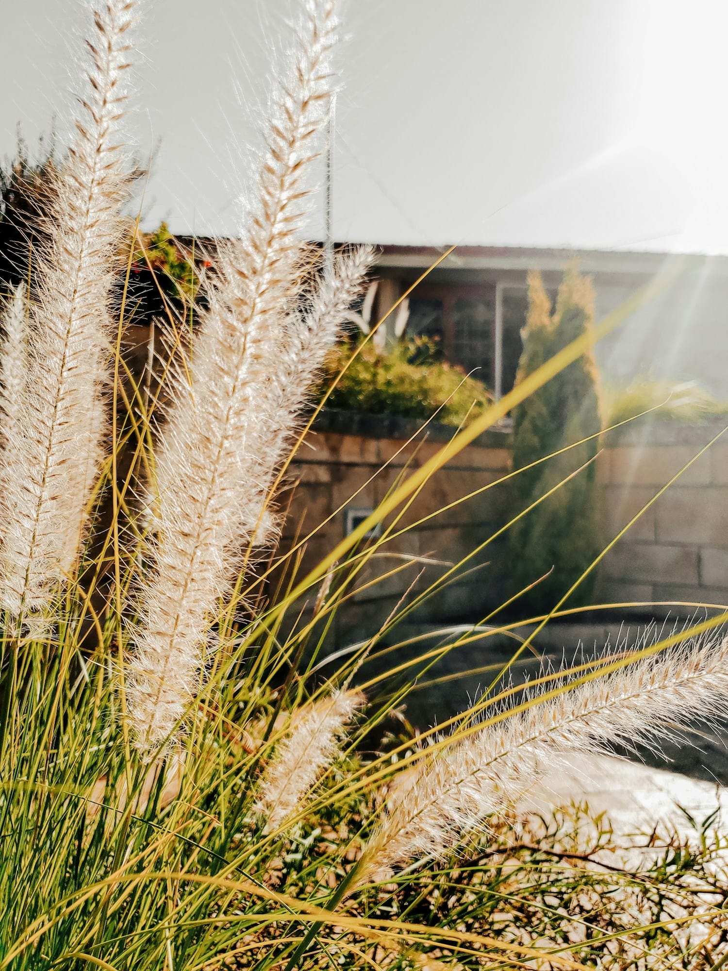a close up of a plant with a building in the background