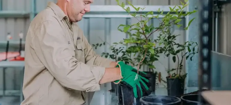 Gold Coast City Council's Free Tree Program returns in 2026. Collect up to 3 free native trees and shrubs per household from January to June across the city.
