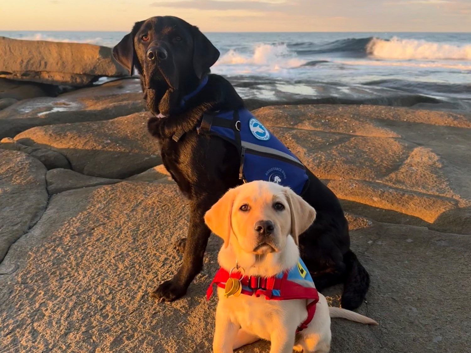 Donate for Doggies Night to Support Assistance Dogs cover